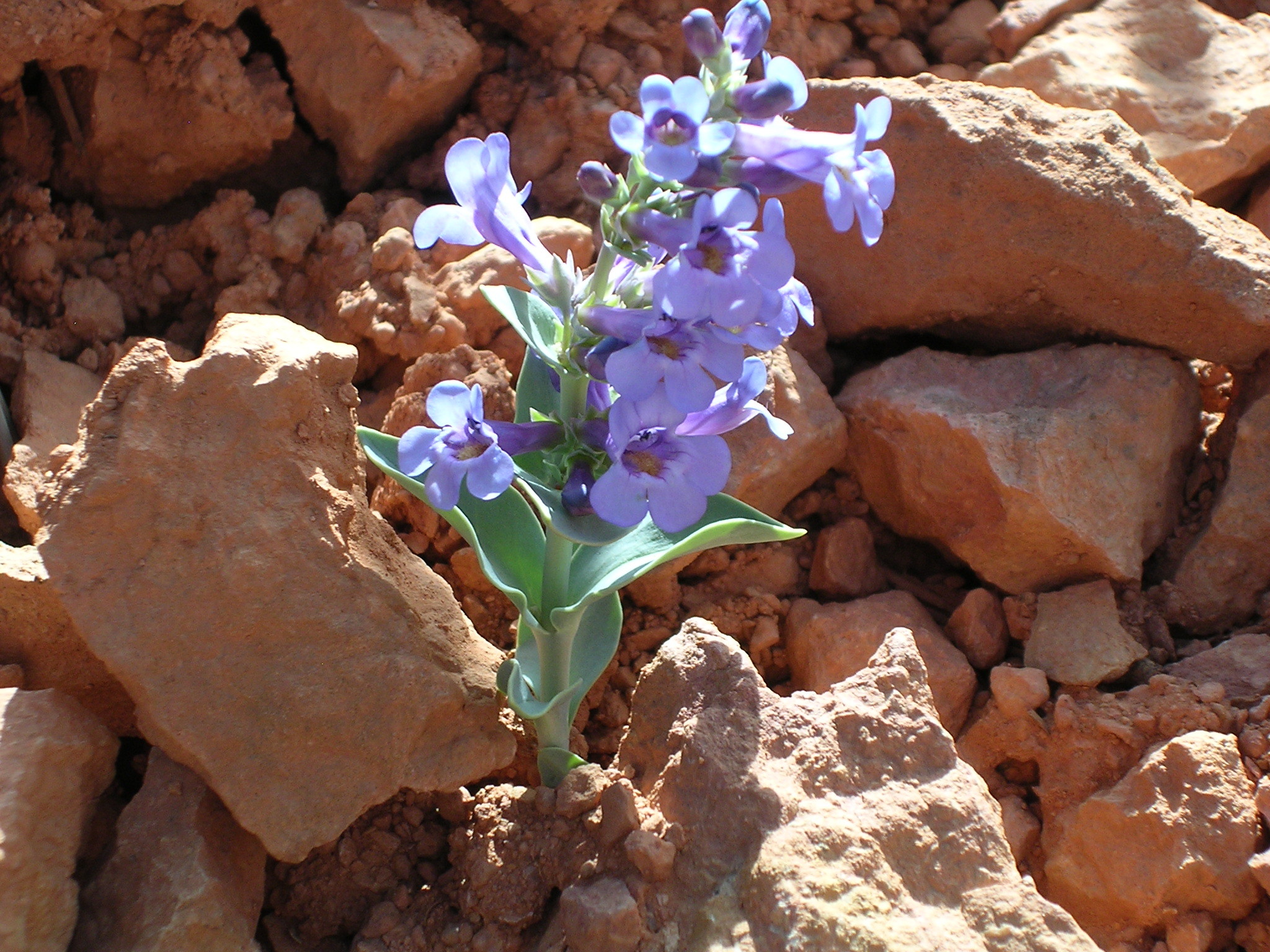 Penstemon bracteatus