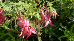 Clianthus