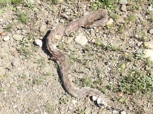 Levantine Viper