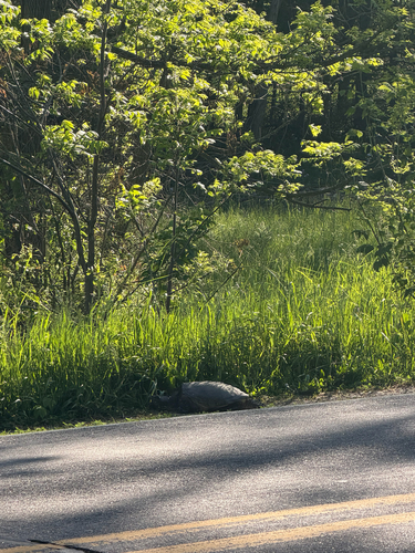 Common Snapping Turtle