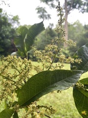 Melicope xanthoxyloides