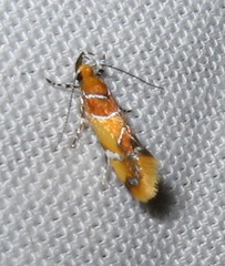 Epicallima argenticinctella