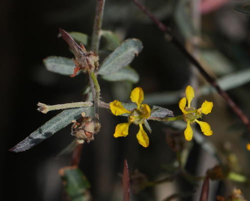 Slender Janusia