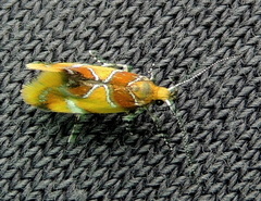 Epicallima argenticinctella