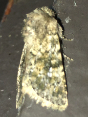 Pseudobryomima fallax