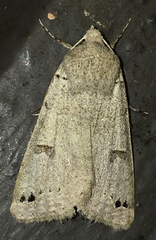 Cissusa indiscreta