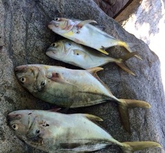 Caranx caninus