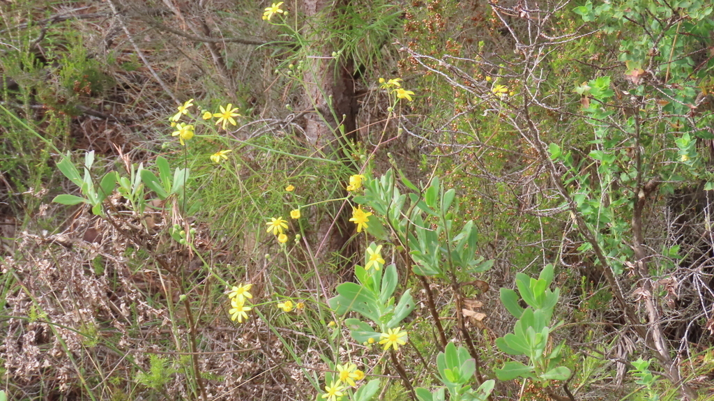 Othonna membranifolia