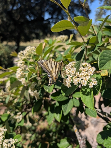 Iberian Scarce Swallowtail