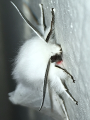 Spilosoma vestalis