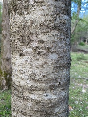 Cerasus