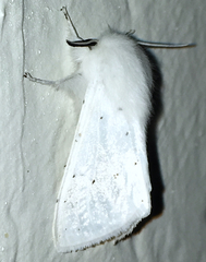Spilosoma vestalis