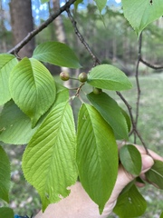 Cerasus