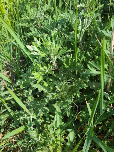 common mugwort