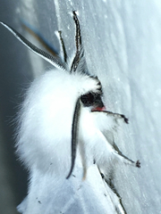 Spilosoma vestalis