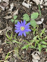 Anemonoides apennina