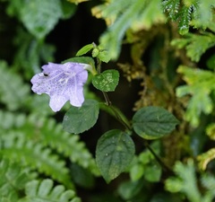 Strobilanthes rankanensis