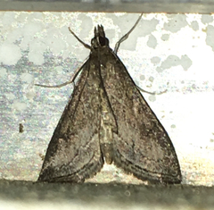 Pyrausta napaealis