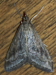 Pyrausta napaealis