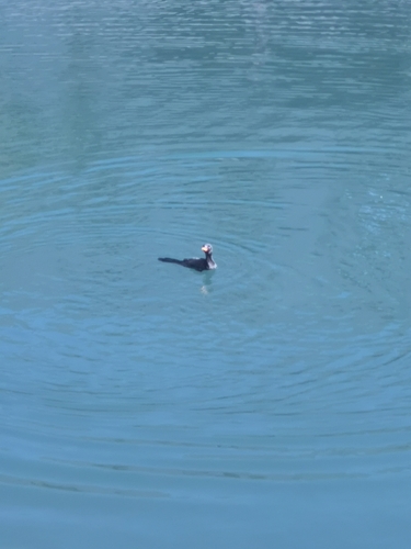 iNaturalist image