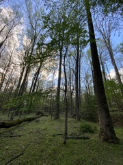 Cerasus