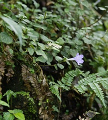 Strobilanthes rankanensis