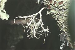 Usnea inermis