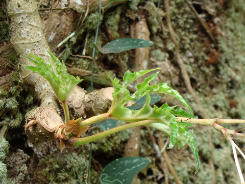 Begonia crassicaulis, photograph 5