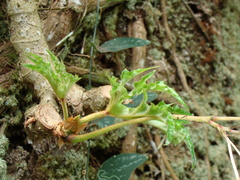 (c) Alexis López Hernández, some rights reserved (CC BY) Begonia crassicaulis, photograph (c) Alexis López Hernández, some rights reserved (CC BY)