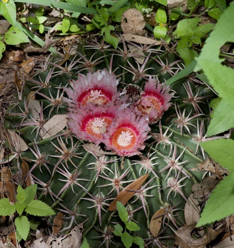 Horse Crippler Cactus