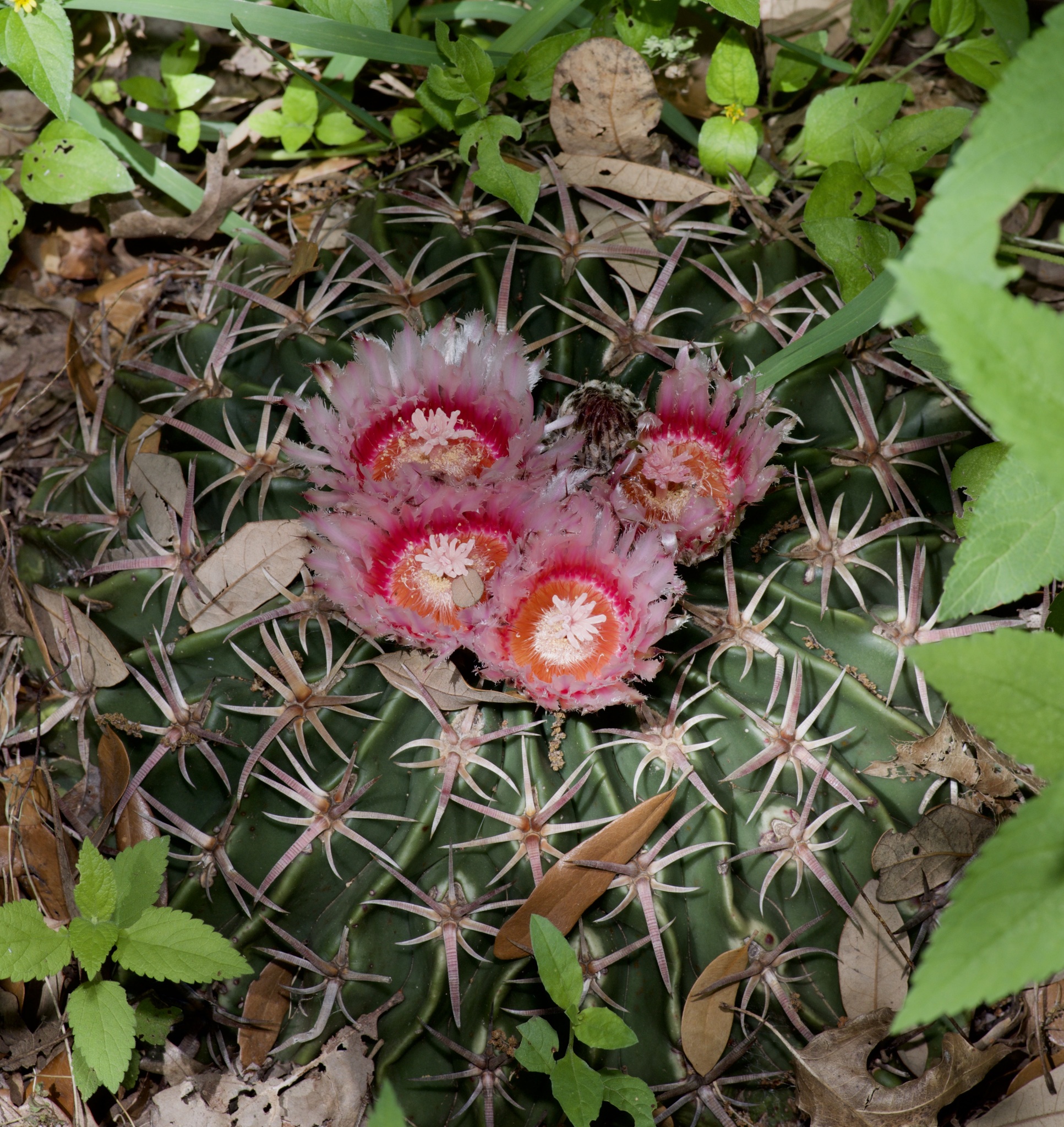 Horse Crippler Cactus (Homalocephala texensis)  iNaturalist