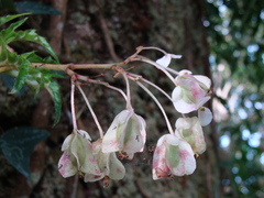 (c) Alexis López Hernández, some rights reserved (CC BY) Begonia crassicaulis, photograph (c) Alexis López Hernández, some rights reserved (CC BY)
