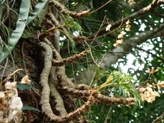 Begonia crassicaulis, photograph (c) Alexis López Hernández, some rights reserved (CC BY)