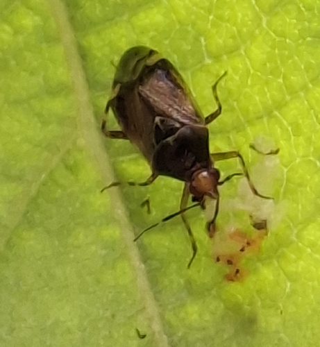 Deraeocoris flavilinea
