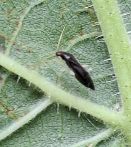 Phylus coryli