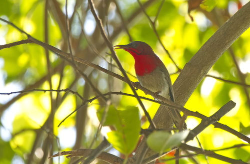 Crimson Sunbird