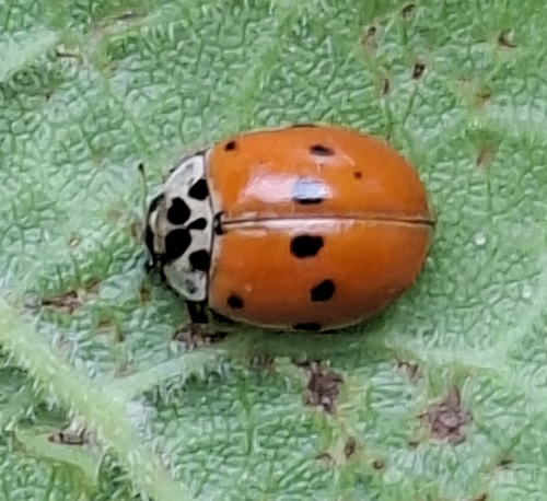 10-spot Ladybird
