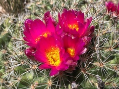 Pediocactus nigrispinus