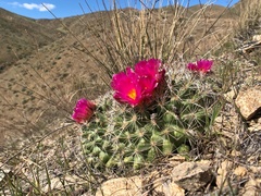 Pediocactus nigrispinus