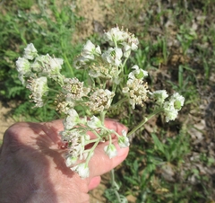 Hymenopappus artemisiifolius