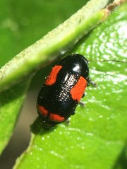 Cryptocephalus quadruplex