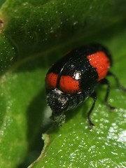 Cryptocephalus quadruplex