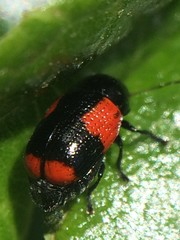 Cryptocephalus quadruplex