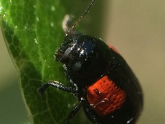 Cryptocephalus quadruplex