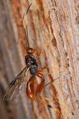 Austrohelcon erythrocephalus