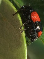 Cryptocephalus quadruplex