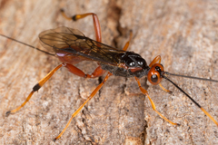 Austrohelcon erythrocephalus