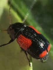 Cryptocephalus quadruplex