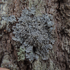 Crespoa crozalsiana