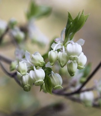 Enkianthus perulatus